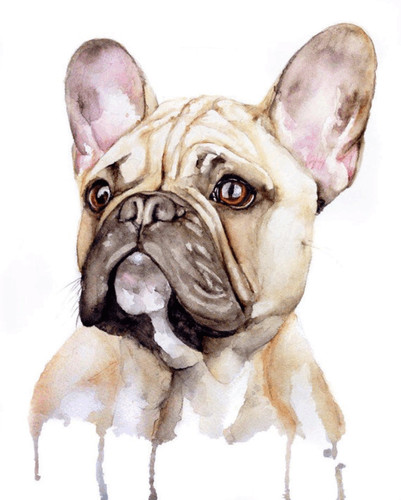 French bulldog colour wall art - bulldog,