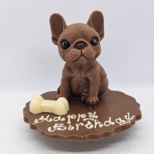 Chocolate french bulldog - chocolate,