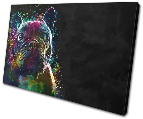 Colourful cute french bulldog - cute,