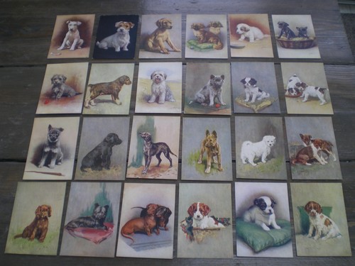 Phillips our puppies - -,