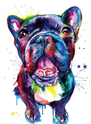 Colourful french bulldog