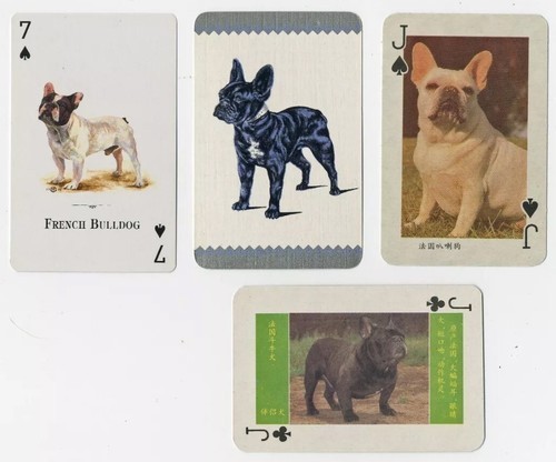 French bulldog collection - bulldog,
