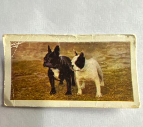 Horniman tea dogs series - horniman's,